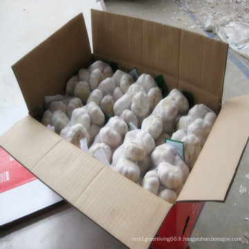 Ail blanc frais normal dans le sac de maille de 500g ou de 1 kilogramme dans 10 kilogrammes / carton pour le marché de MID-East